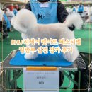 아트펫 | 애견미용대회 DHU 리케이 퓨처스 펫아트 페스티벌 일반부 실견 참가 후기