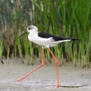 짐킬러웨일 이미지