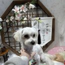 불독PC방 | [하남 미사] 미사 애견카페 퍼피빌 :: 신상 대형애견카페 후기 + 말티푸