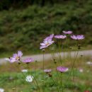 부평생태습지[부평-5] 이미지