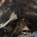 CU 대산점 | cu 대산 포켓몬나쵸칩 (스위씨나쵸칩 /초코감자나쵸칩...편의점 신상 스티커 동봉 과자 2종 내돈내산 후기