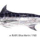 안참치 이미지