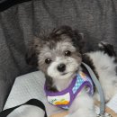 smile애견미용 이미지