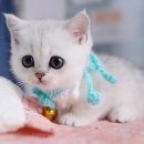 캣프렌즈 이미지