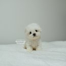 디어베어 이미지