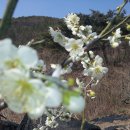 경남 양산 원동 토곡산 매화꽃 축제 산행 이미지