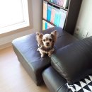 Happy 애견샵 이미지