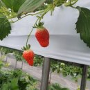 재인 농장 이미지