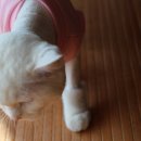 헬로똘복 네이버블로그