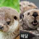 해달