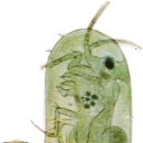 갑각류도감 - 절병目 - 참씨벌레科 - 긴씨벌레, 넓은막긴참씨벌레 이미지