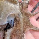 남해쭈꾸미 이미지