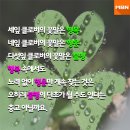 더클로버 MBN