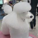 한국반려견연합학원 - 순천시 신대2길 6-55 | 한국반려견연합학원