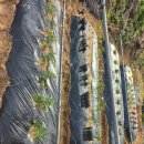 목골농장 이미지