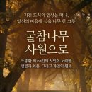 굴참나무 네이버블로그