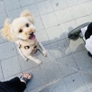 예쁘면 다개 이미지