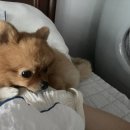 몽통구리 이미지