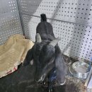 내장산흑염소