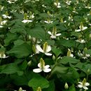 어성초의효능 이미지