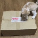 우리집 강아지 이미지