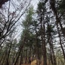 우면산 (소망탑 깔딱고개) | 양재천 벚꽃길 서울둘레길 10코스, 우면산 코스(서울둘레길 안내센터 &#34;매헌시민의 숲&#34;~대성사 ~ 사당역...