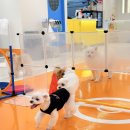 돈워리독 | 중랑구 애견유치원 고민이라면? 250평 규모 돈워리독 추천!