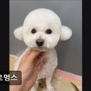 멜로멍스 이미지