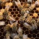 꿀벌박사 이미지