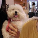 몽실몽실펫살롱 이미지