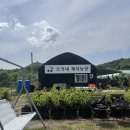 사랑농장 | [내돈내산] 파주 오키네 체리농장 체리 따기 체험 후기