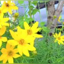 Richard Clayderman - Ballade Pour Adeline (Official Video, 1985) (HD Remast 이미지