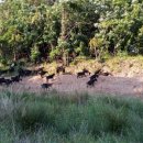 동산흑염소 이미지