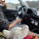 주식회사 광장식자재마트 | 포항여행 애견동반코스 구룡포해수욕장 호미곶 해맞이광장과 유채꽃밭