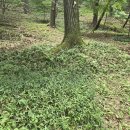 종교단체 자연장지 이미지