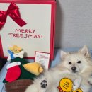 펫밀리# | 퍼핑 서포터즈 펫밀리 웰컴 박스 언박싱 후기