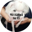 프라임동물병원 | 부평프라임동물병원 중성화&amp;자궁축농증 수술 후기 3주