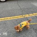 우디네 점빵 이미지