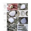 새만금 화산습지와 수라갯벌 주변의 대형 무척추동물 (패류 / 갑각류, 기타 무척추동물 ) 이미지