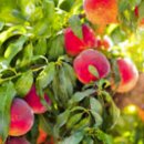 선옥농장 이미지