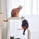 펫타워 | [파미야]무브스테이 캣타워 후기/가볍고 안정적인 펫테리어템 캣타워 후기