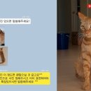 마리엘피규어