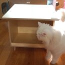 (사)환경사랑나눔의집(환경사랑의급식소) | 가또블랑코 길고양이 급식소로 업그레이드된 밤나무숲 므왕식당