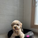 감자네 잡화점