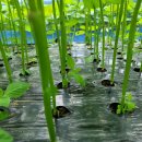 정 농원 이미지