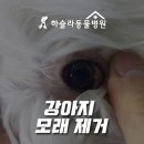 하슬라동물병원 이미지