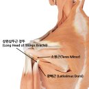 어깨 통증·허리 통증의 숨은 악동! 소원근(Teres Minor) Trigger Point를 놓치지 마세요 이미지