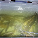 진안농협주유소 | 전북 진안 운일암반일암 계곡낚시, 민물낚시,구멍치기,진안계곡낚시(꺽지,모래무지, 동자개, 빠가사리...