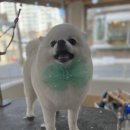 개 in 살롱 이미지