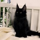 수원고양이분양 고사남 본점 | 가양메인쿤분양 알아본 찐 후기 대형 고양이 매력에 푹 빠졌어요